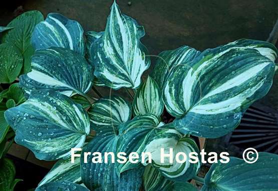 Hosta Colored Muffin